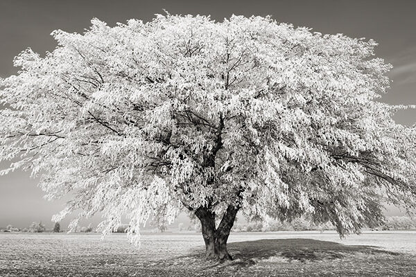 Lime tree with frost