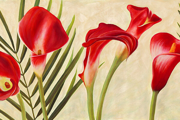 Red Callas